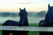 friesian-horses-with-mist