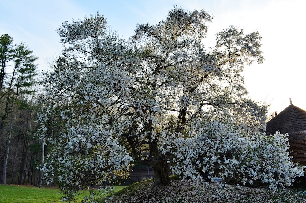 6 virginia charlottesville farm estate japanese magnolia by pool verulam